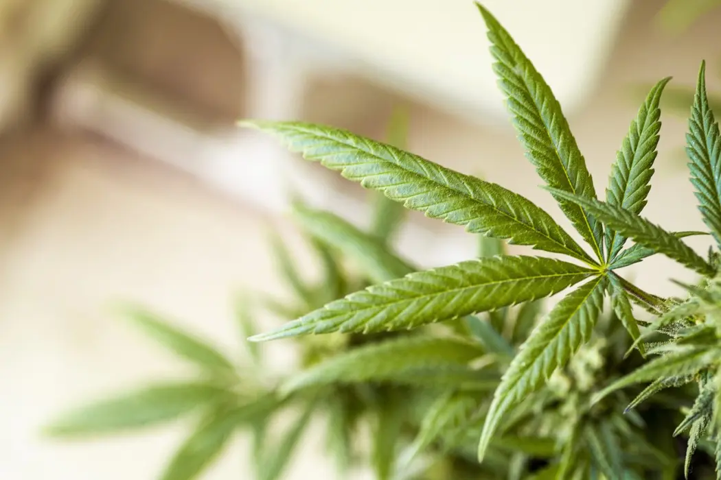 Medyczna marihuana w Rybniku — kto może nam wystawić receptę?