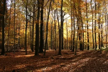 Głębokie Doły z ochroną. Nowy rezerwat obejmie 183 hektary lasów